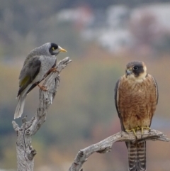 Falco longipennis (Australian Hobby) at Garran, ACT - 8 May 2018 by roymcd