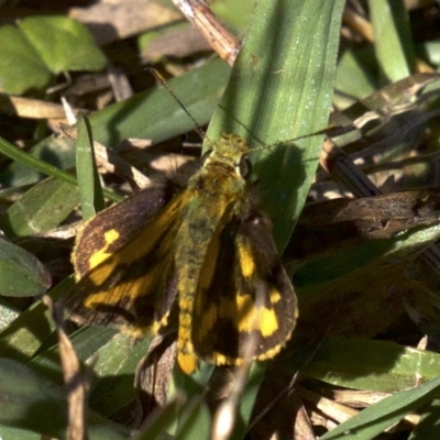 Ocybadistes walkeri (Green Grass-dart) at Undefined - 24 Apr 2018 by jbromilow50