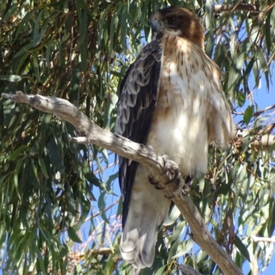 Hieraaetus morphnoides (Little Eagle) by roymcd