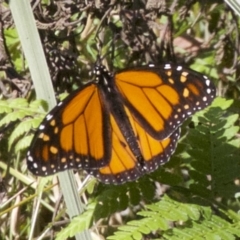 Danaus plexippus (Monarch) at Undefined - 23 Apr 2018 by jbromilow50