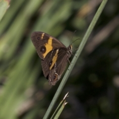 Tisiphone abeona (Varied Sword-grass Brown) at Undefined - 24 Apr 2018 by jbromilow50