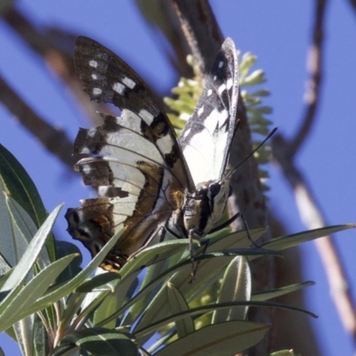 Charaxes sempronius (Tailed Emperor) at Undefined - 24 Apr 2018 by jb2602