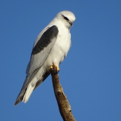 Elanus axillaris (Black-shouldered Kite) at Fyshwick, ACT - 8 May 2018 by roymcd