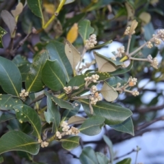 Avicennia marina subsp. australasica (Grey Mangrove) at Batemans Marine Park - 9 May 2015 by HarveyPerkins