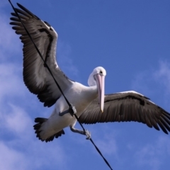 Pelecanus conspicillatus (Australian Pelican) at Mossy Point, NSW - 10 May 2015 by HarveyPerkins