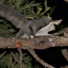 Petaurus notatus (Krefft’s Glider, Sugar Glider) at Undefined - 24 Feb 2018 by jbromilow50