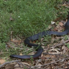 Pseudechis porphyriacus (Red-bellied Black Snake) at Mogo State Forest - 24 Mar 2018 by jbromilow50