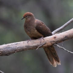 Macropygia phasianella (Brown Cuckoo-dove) at Undefined - 10 Dec 2016 by HarveyPerkins