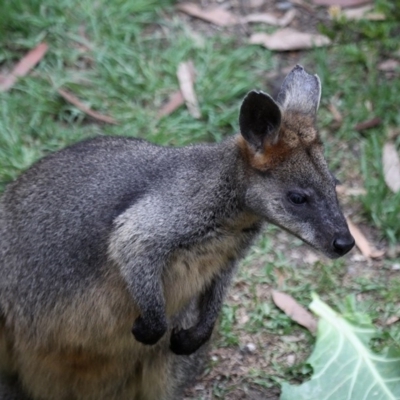 Wallabia bicolor (Swamp Wallaby) at Undefined - 10 Dec 2016 by HarveyPerkins