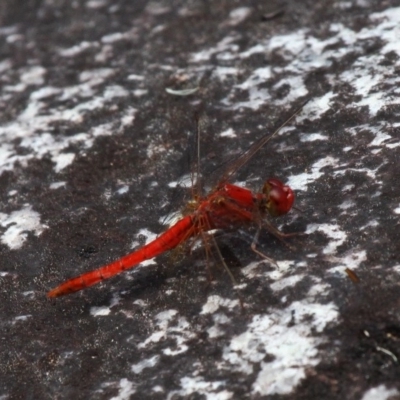 Diplacodes haematodes (Scarlet Percher) at Undefined - 10 Dec 2016 by HarveyPerkins