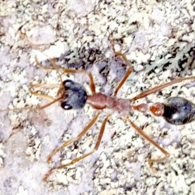 Myrmecia nigriceps (Black-headed bull ant) at Majura, ACT - 19 Apr 2018 by jb2602