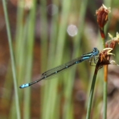 Austroagrion watsoni (Eastern Billabongfly) at Undefined - 10 Dec 2016 by HarveyPerkins