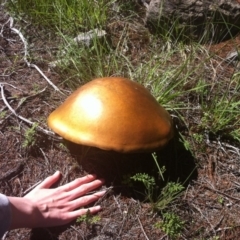 Suillus luteus (Slippery Jack) at Cooma, NSW - 6 Dec 2017 by Katarina