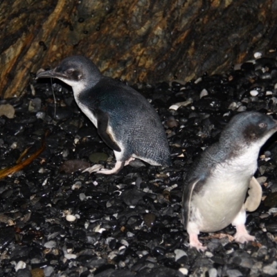 Eudyptula minor (Little Penguin) at Batemans Marine Park - 3 Dec 2012 by HarveyPerkins