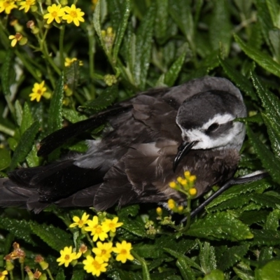 Pelagodroma marina (White-faced Storm-Petrel) at Batemans Marine Park - 3 Dec 2012 by HarveyPerkins