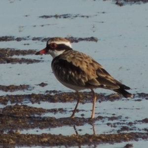 Charadrius melanops at Paddys River, ACT - 9 Apr 2018 06:21 PM