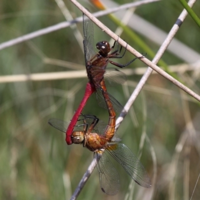 Orthetrum villosovittatum (Fiery Skimmer) at Narooma, NSW - 8 Feb 2015 by HarveyPerkins