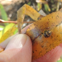 Harmonia conformis at Paddys River, ACT - 9 Apr 2018