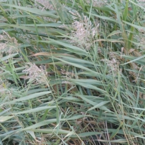 Phragmites australis at Point Hut to Tharwa - 9 Apr 2018