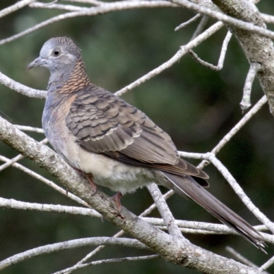 Geopelia humeralis (Bar-shouldered Dove) at Undefined - 24 Mar 2018 by jb2602