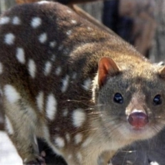 Dasyurus maculatus (Spotted-tailed Quoll) at Cotter River, ACT - 30 Apr 2018 by Jenjen