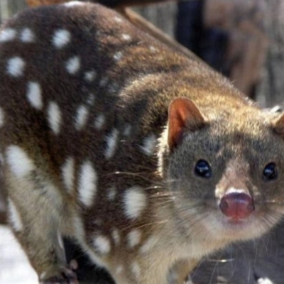 Dasyurus maculatus (Spotted-tailed Quoll) at Cotter River, ACT - 30 Apr 2018 by Jenjen