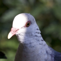 Columba leucomela (White-headed Pigeon) at Undefined - 25 Apr 2018 by jbromilow50