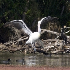 Pelecanus conspicillatus (Australian Pelican) at Undefined - 25 Apr 2018 by jbromilow50