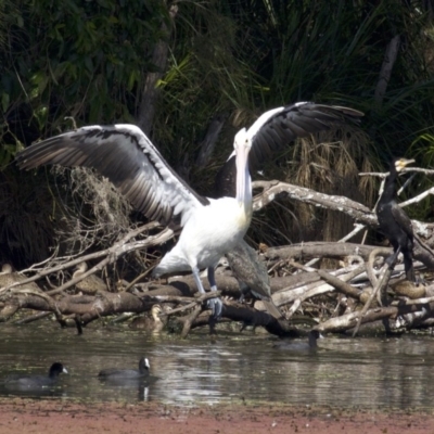 Pelecanus conspicillatus (Australian Pelican) at Undefined - 25 Apr 2018 by jb2602