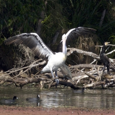 Pelecanus conspicillatus (Australian Pelican) at Undefined - 25 Apr 2018 by jbromilow50