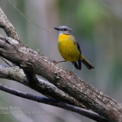 Eopsaltria australis (Eastern Yellow Robin) at Ulladulla Reserves Bushcare - 5 Apr 2018 by CharlesDove