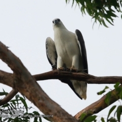 Haliaeetus leucogaster (White-bellied Sea-Eagle) at Ulladulla Reserves Bushcare - 5 Apr 2018 by CharlesDove