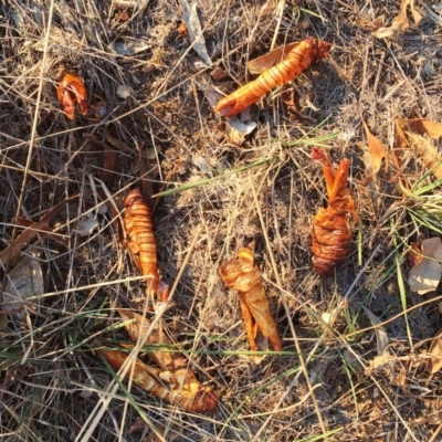 Abantiades atripalpis (Bardee grub/moth, Rain Moth) at Garran, ACT - 9 May 2018 by ruthkerruish