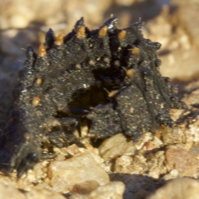 Porrostoma sp. (genus) (Lycid, Net-winged beetle) at Ainslie, ACT - 8 May 2018 by jbromilow50
