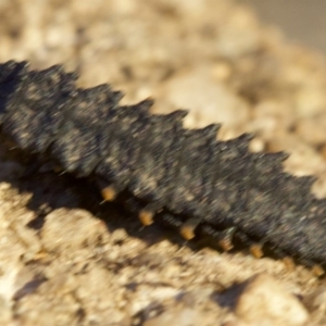 Porrostoma sp. (genus) at Ainslie, ACT - 8 May 2018 05:39 PM