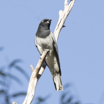Coracina papuensis (White-bellied Cuckooshrike) at Belconnen, ACT - 9 May 2018 by AlisonMilton