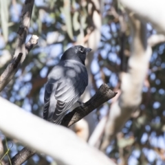 Coracina papuensis at Belconnen, ACT - 9 May 2018