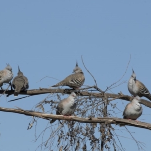 Ocyphaps lophotes at Belconnen, ACT - 9 May 2018 01:13 PM