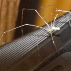 Pholcus phalangioides (Daddy-long-legs spider) at Ainslie, ACT - 7 May 2018 by jbromilow50