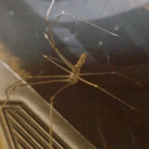 Pholcus phalangioides at Ainslie, ACT - 8 May 2018