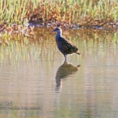 Gallirallus philippensis (Buff-banded Rail) at Undefined - 2 Apr 2018 by Charles Dove