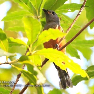 Monarcha melanopsis (Black-faced Monarch) at Ulladulla, NSW - 2 Apr 2018 by CharlesDove