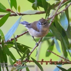 Gerygone mouki (Brown Gerygone) at Ulladulla - Millards Creek - 4 Apr 2018 by CharlesDove