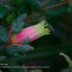 Correa reflexa var. reflexa (Common Correa, Native Fuchsia) at South Pacific Heathland Reserve - 2 Apr 2018 by CharlesDove