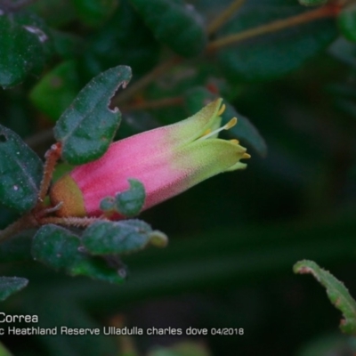 Correa reflexa var. reflexa (Common Correa, Native Fuchsia) at South Pacific Heathland Reserve - 2 Apr 2018 by CharlesDove