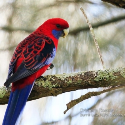 Platycercus elegans (Crimson Rosella) at Burrill Lake, NSW - 1 Apr 2018 by Charles Dove