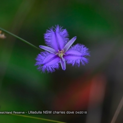 Thysanotus tuberosus subsp. tuberosus (Common Fringe-lily) at South Pacific Heathland Reserve - 4 Apr 2018 by Charles Dove