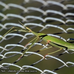 Eurycnema goliath (Goliath Stick Insect) at Undefined - 11 Apr 2018 by CharlesDove