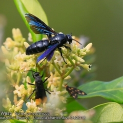 Sphex pensylvanicus (Great Black Wasp) at South Pacific Heathland Reserve WP03 - 4 Apr 2018 by CharlesDove