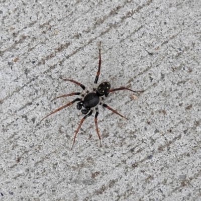 Zodariidae (family) (Unidentified Ant spider or Spotted ground spider) at Paddys River, ACT - 9 May 2018 by RodDeb